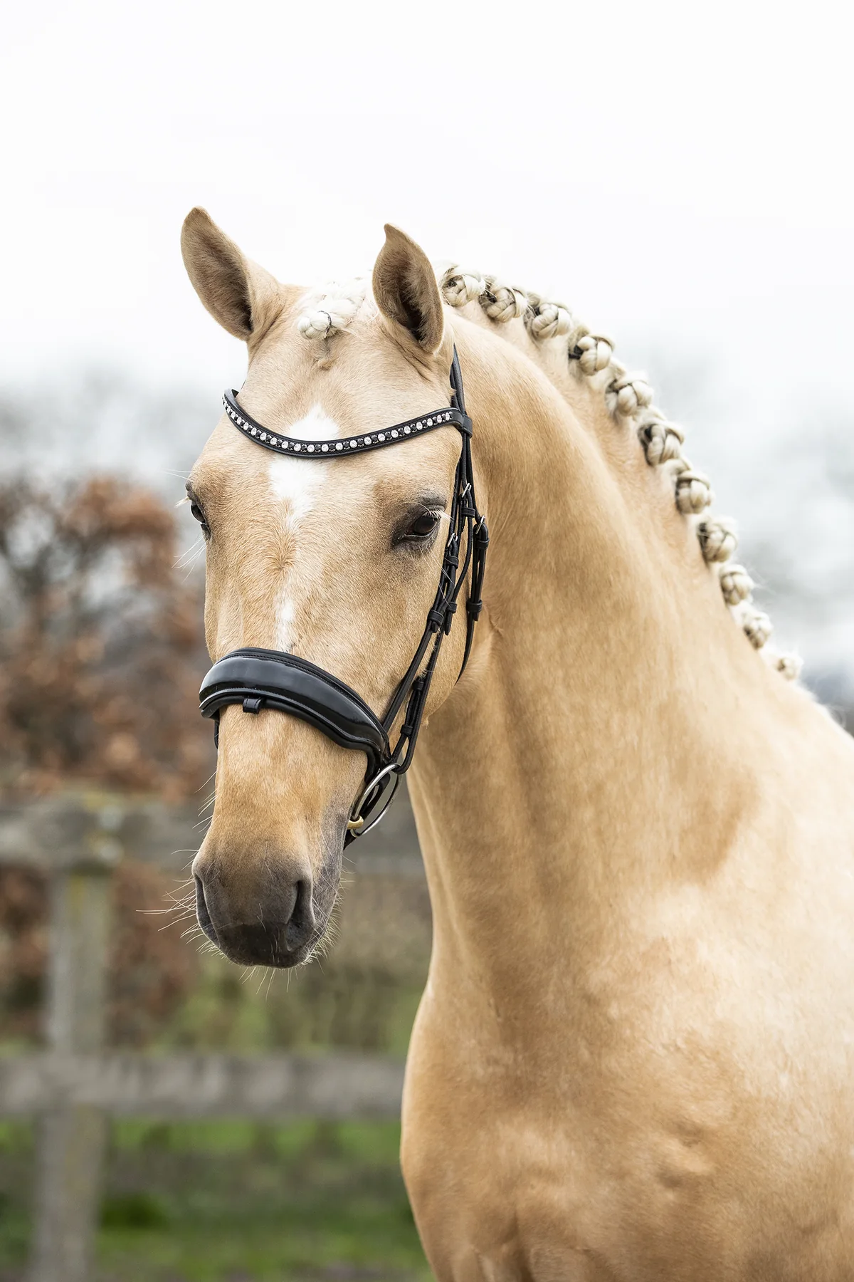Palomino met een compleet Bridle2Fit hoofdstel