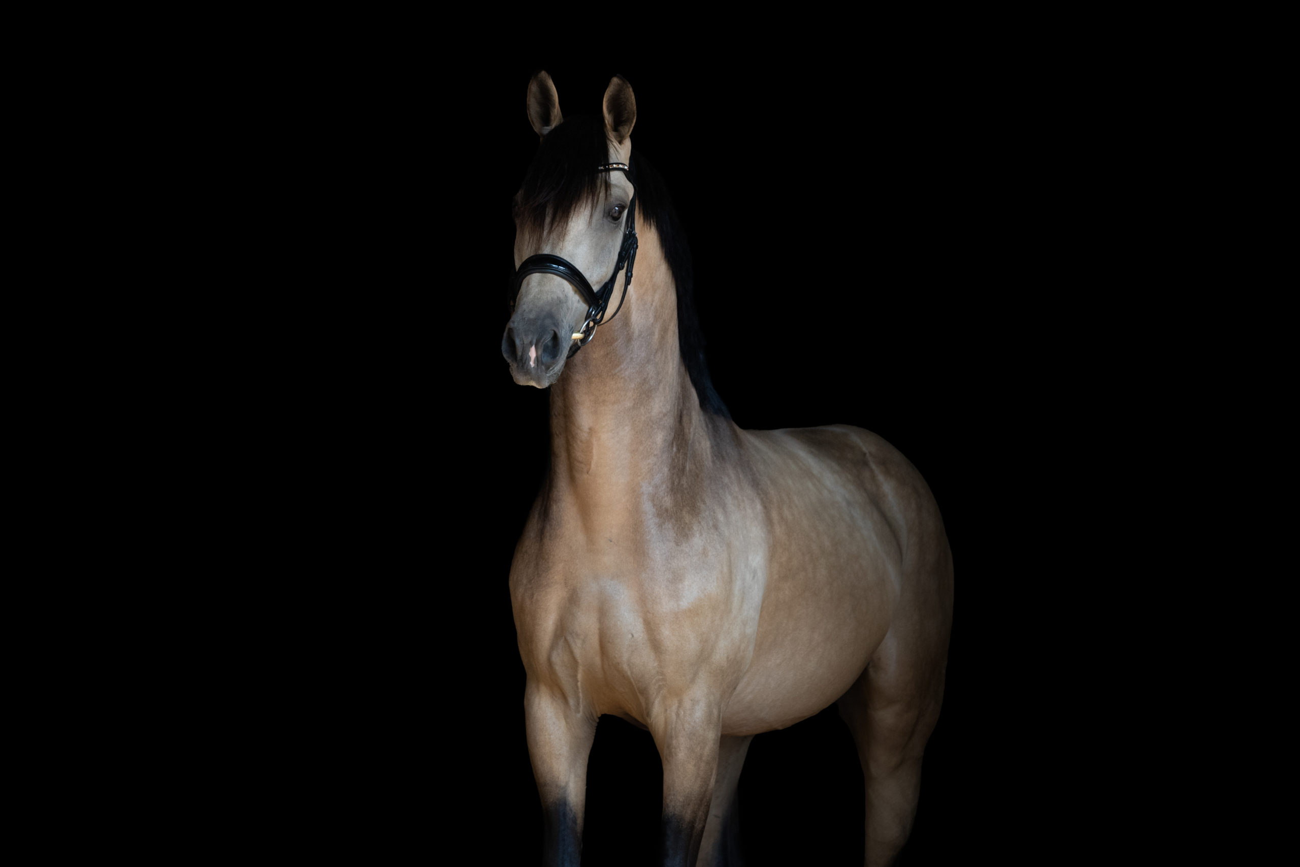 bridle2fit anatomisch hoofdstel