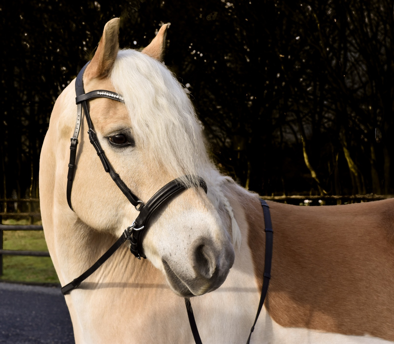 Bridle2Fit Bitloze Neusriem NF-2