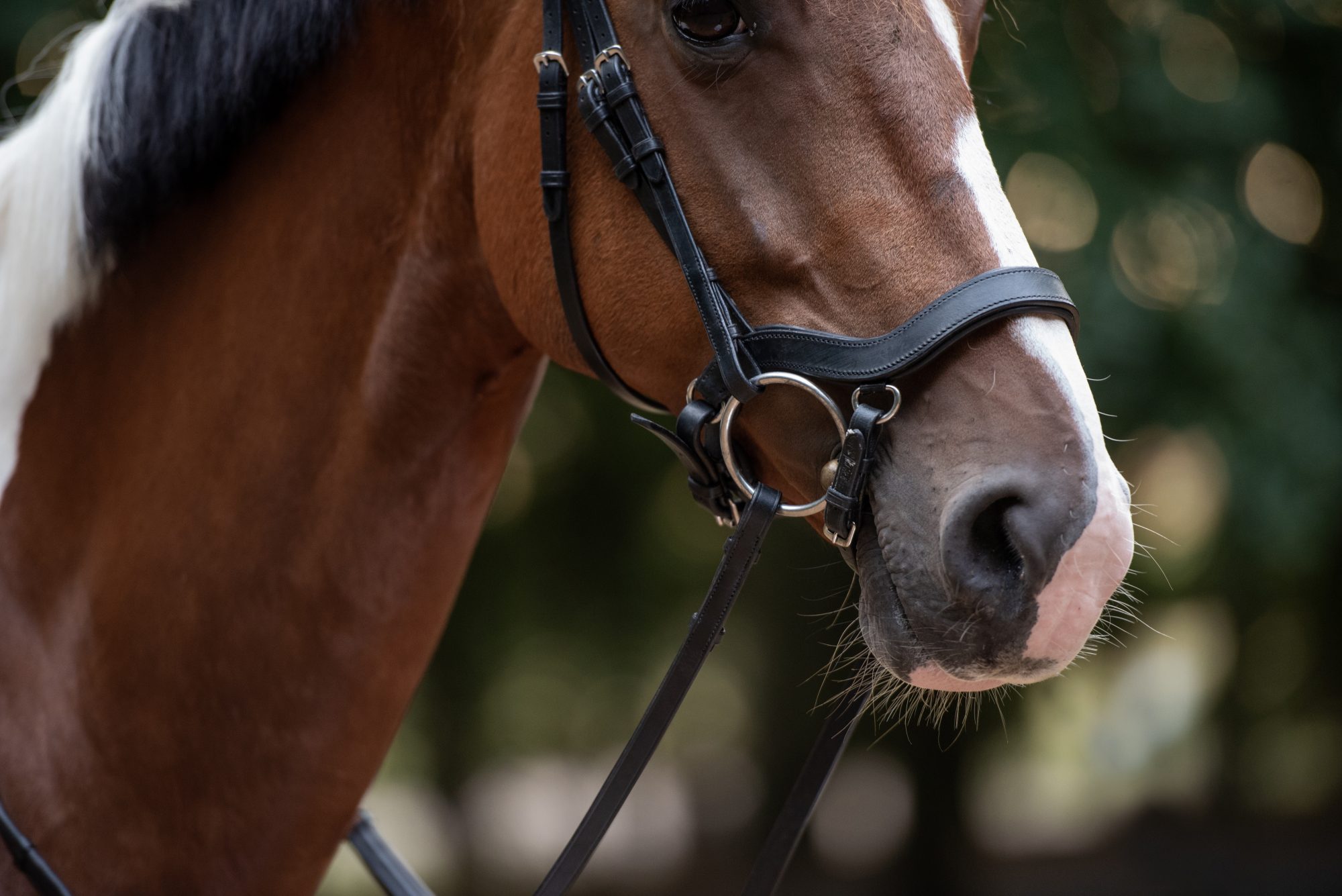 Bridle2Fit Neusriem J1