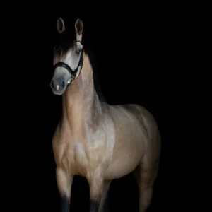 cadeaubon Bridle2Fit
